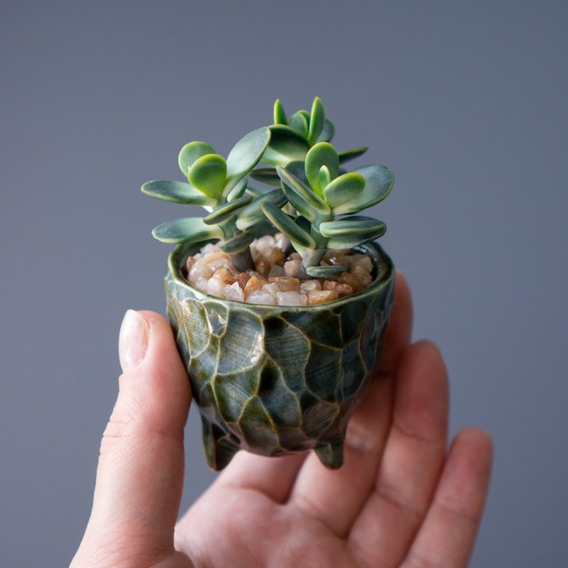 Tiny jewelry box with Crassula Ovata - 居家收納/收納盒/儲物盒 - 其他材質 