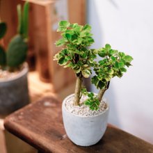イチョウの木 小型観葉植物 イチョウの木 小型観葉植物 高 品質
