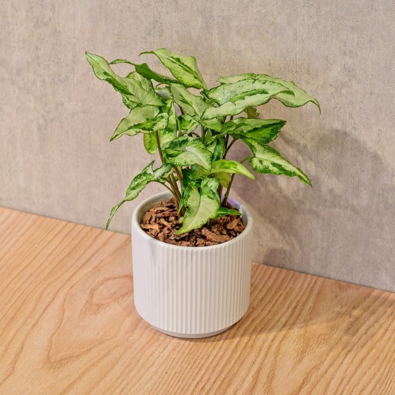 三王合果芋 莫蘭迪色系直紋陶盆 室內植物 觀葉植物 禮物 盆栽 - 盆栽/植栽 - 植物．花 白色