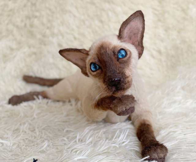 OUNONA シャム猫の飾り のシャム猫認知おもちゃ ミニ猫飾り