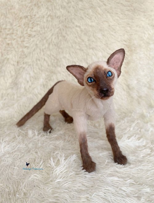 美品◇スワロフスキー◇Kitten Fiona シャム猫　フィオナ　仔猫 美品◇スワロフスキー◇Kitten Fiona シャム猫 フィオナ 仔猫