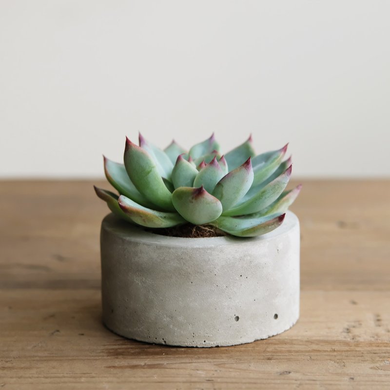 圓柱水泥盆-多肉盆栽材料包 Succulents potted - 植栽/盆栽 - 水泥 灰色