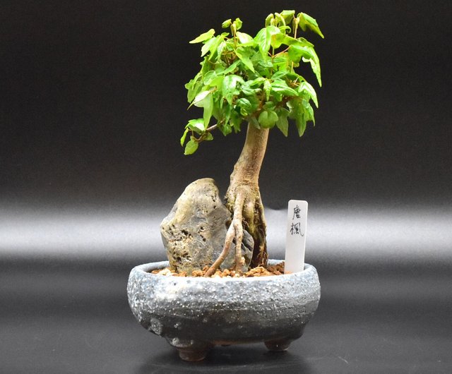 唐楓(附石造型) Trident Maple - 設計館盆景星球Bonsai Planet 植栽