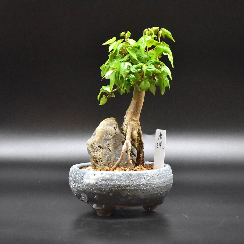 唐楓 (附石造型) Trident Maple - 植物/盆栽/盆景 - 植物．花 