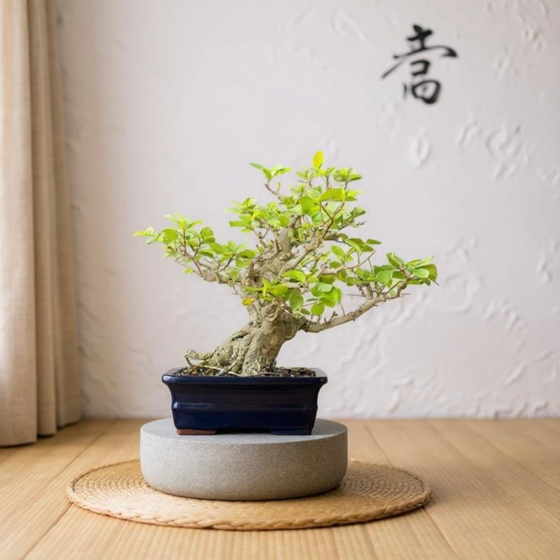 中品盆栽-西印度櫻桃 盆景 送禮 - 盆栽/植栽 - 植物．花 