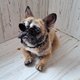 Felt dog felted with a needle from wool.Skulpture of a bulldog dog.As your ret