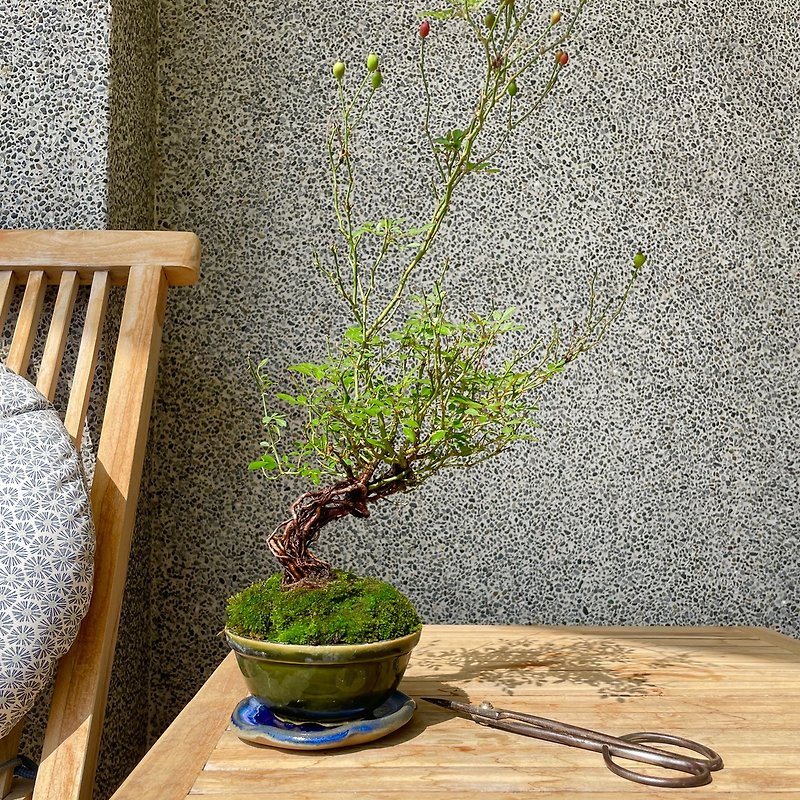 小さな盆栽 - ヤクシマヒメバラ盆栽 水盆 - 観葉植物 - 寄せ植え・花 