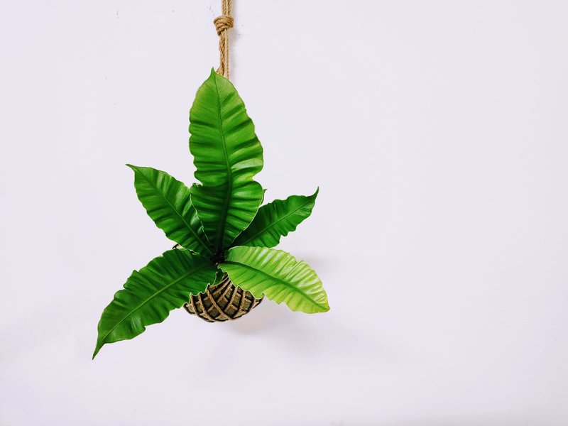 Silver Wing Mountain Sumo Ball│Plate Plants│Indoor Plants│Window Plants│Foliage Plants - Plants - Plants & Flowers Green