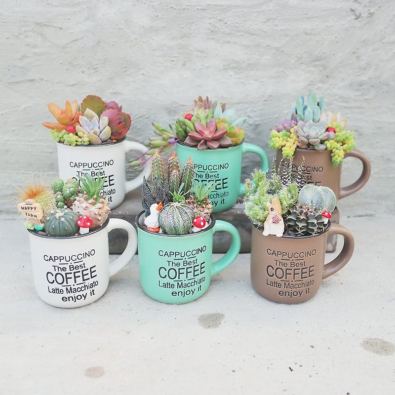 Doudou Succulent-Leisure Coffee Cup Succulent Cactus Planting Combination - Plants - Plants & Flowers 