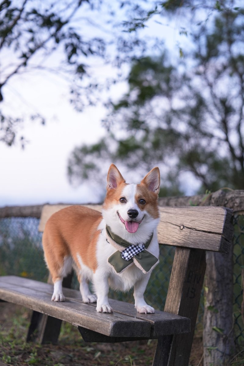 【WINTER MUST-HAVE】NECK WARMER FOR PETS - ARMY - Clothing & Accessories - Other Materials Green