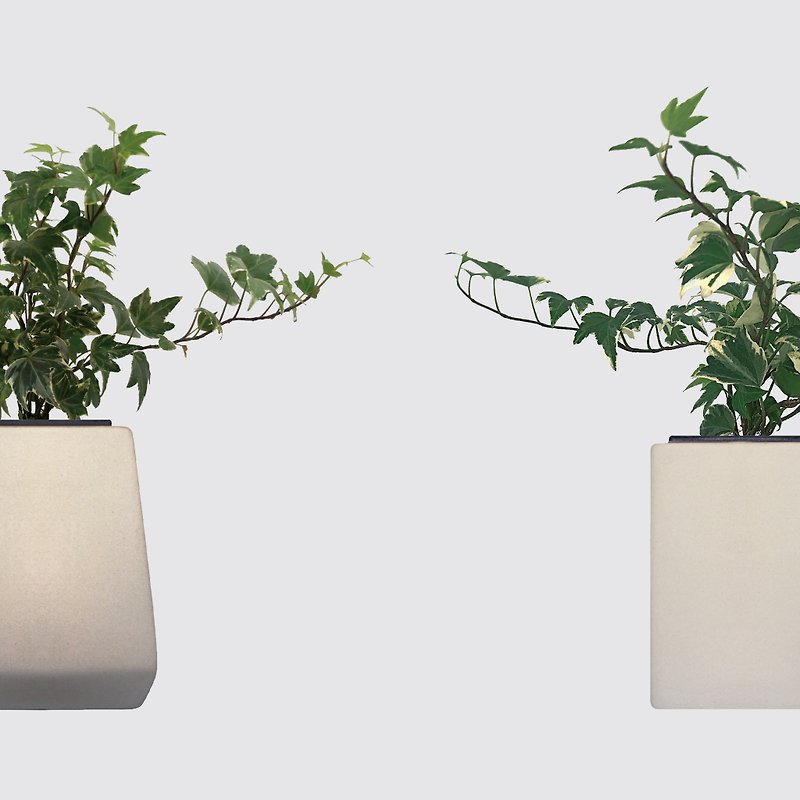 │ Square Pot Series │ Ivy - Perseverance Porcelain Hydroponic Potted Indoor Plant - ตกแต่งต้นไม้ - พืช/ดอกไม้ 