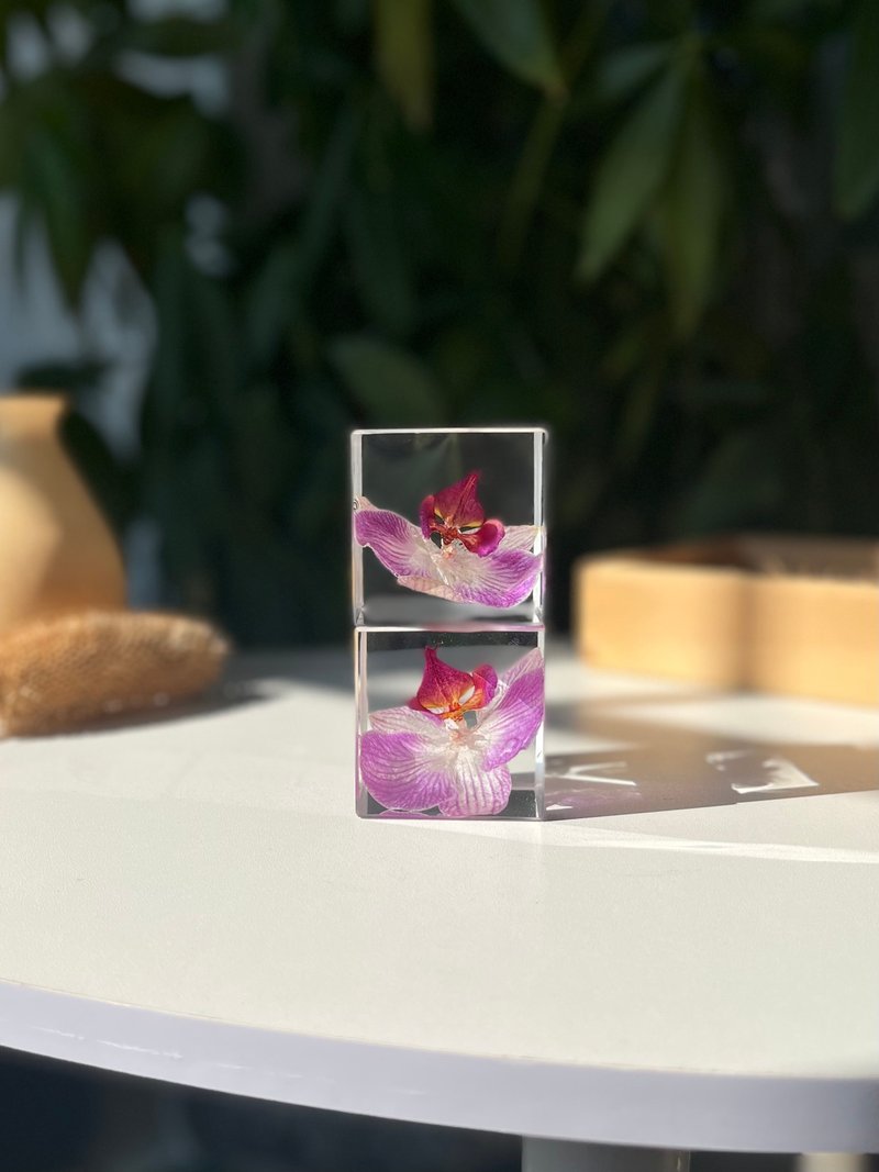 幸福向你飛來-蝴蝶蘭水晶立方/植物標本禮品 - 擺飾/家飾品 - 樹脂 粉紅色