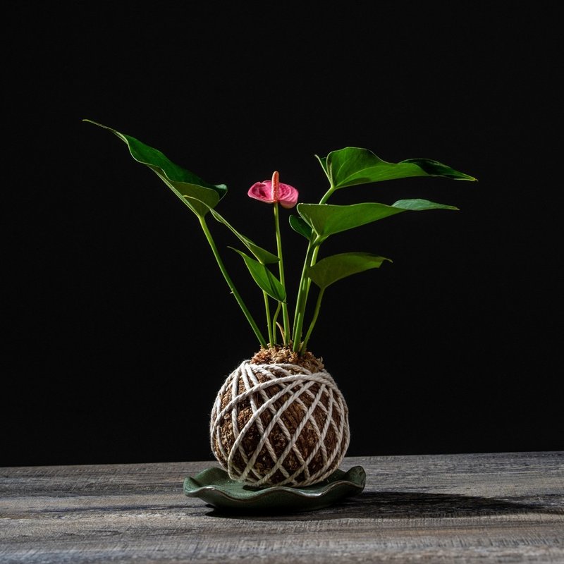 粉紅火鶴花苔球 苔球植物 苔玉 室內植物 辦公室植物 交換禮物 - 盆栽/植栽 - 植物．花 
