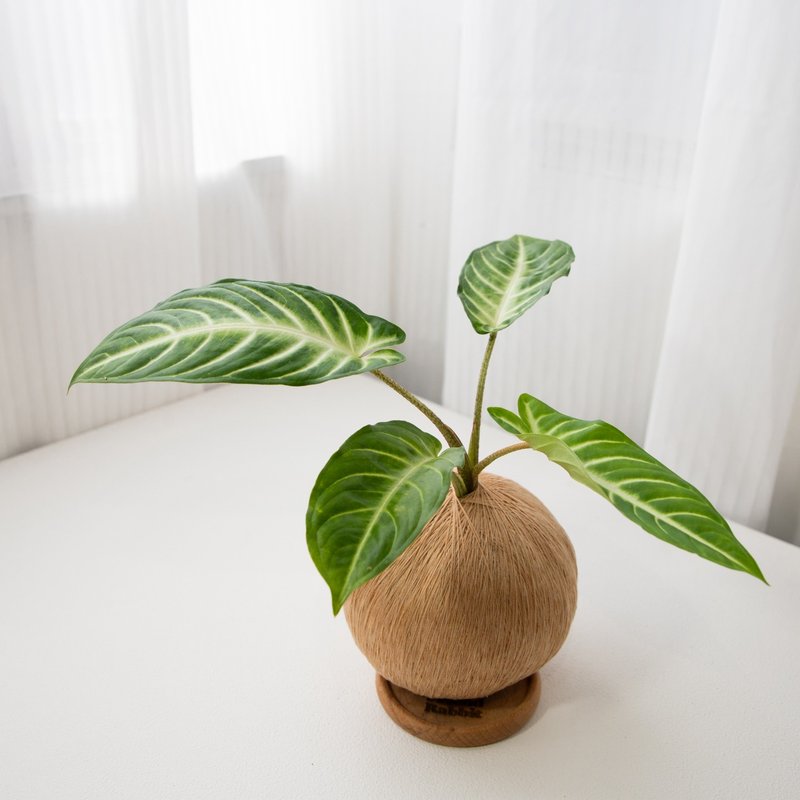 乳脈千年芋 手作植栽苔球 - 盆栽/植栽 - 植物．花 