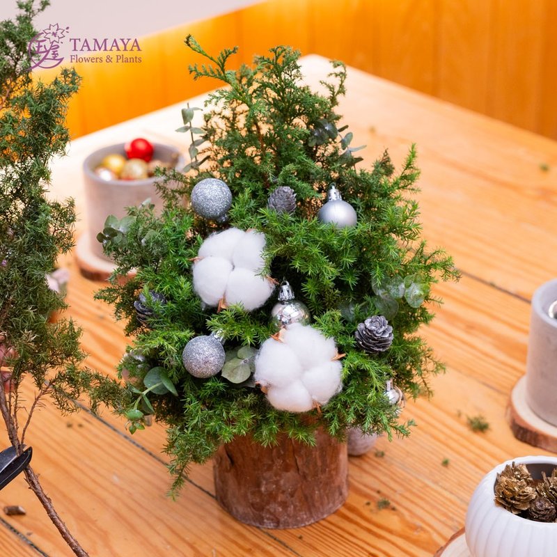 Snow mist green small tree - ตกแต่งต้นไม้ - พืช/ดอกไม้ สีเขียว