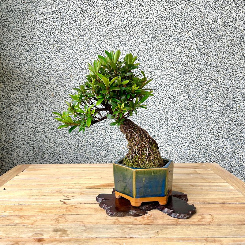 小さな盆栽-サツキツツジレッドスター盆栽ギフト - 観葉植物 - 寄せ植え・花 