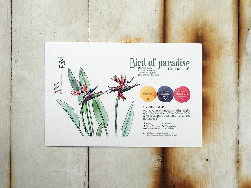 Local flowers postcard - day 22 bird of paradise - การ์ด/โปสการ์ด - กระดาษ 