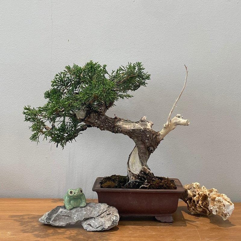 Itoigawa Juniper|  Bonsai Planet - ตกแต่งต้นไม้ - พืช/ดอกไม้ 