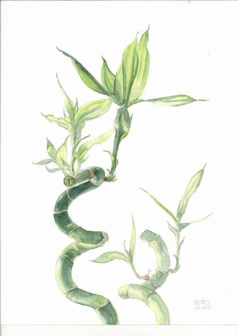 Original Watercolor Painting Bamboo Harmony Realistic Floral Art 40 x 30 cm - 壁貼/牆壁裝飾 - 紙 綠色