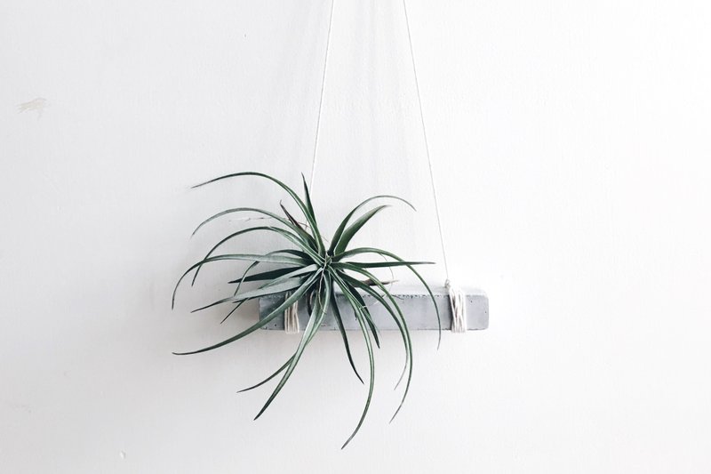 水泥空氣草長形吊架組合(附植物) - 盆栽/植栽 - 水泥 灰色
