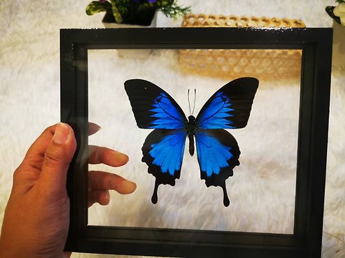 cococollection Butterfly Papilio Ulysses Beautiful Taxidermy Insect Black Double Glass Display