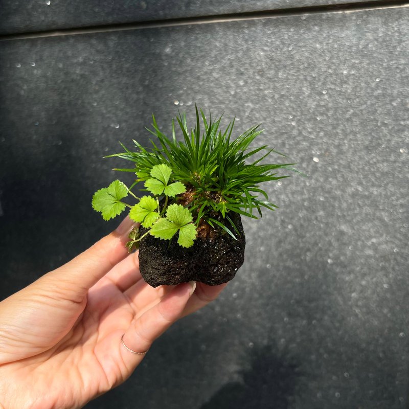 日本極姬石菖蒲 合植山野草 - 盆栽/植栽 - 陶 