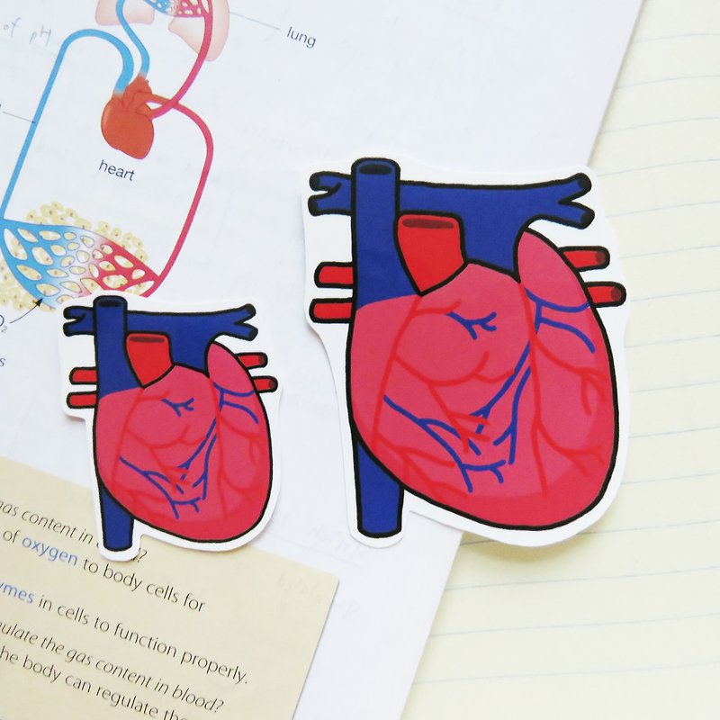 "Lifelong Learning Series" - Anatomical heart sticker (Small) - Stickers - Waterproof Material Red