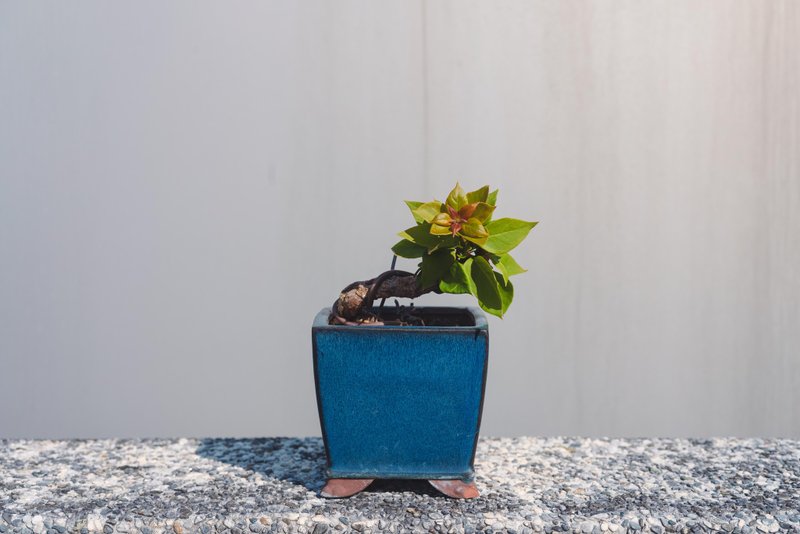 出清價 重瓣九重葛迷你盆栽 三角梅 花果盆栽 盆體邊角有裂痕 - 植物/盆栽/盆景 - 植物．花 綠色