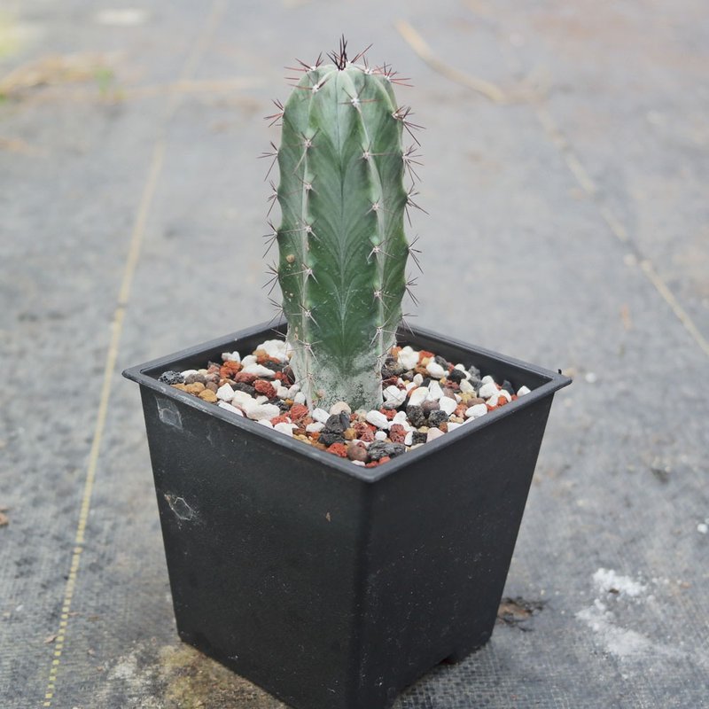 【荳荳多肉】【朝霧閣】喬遷│送禮│升遷│多肉植物 - 盆栽/植栽 - 植物．花 