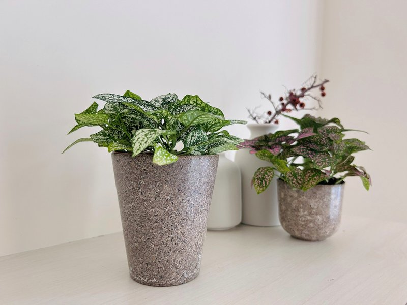 國產竹再生現代高盆 (4吋) - 盆栽/植栽 - 竹 卡其色