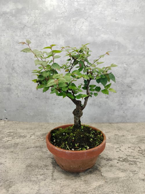 古木 根卓 花台 香台 盆栽台 古木花台 珪化木 花台 根瘤 古玩 古材 盆栽台 飾り台 Antique