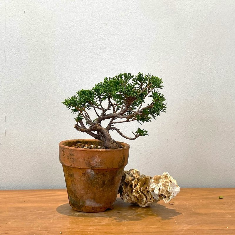 Itoigawa Juniper| Bonsai Planet - ตกแต่งต้นไม้ - พืช/ดอกไม้ 