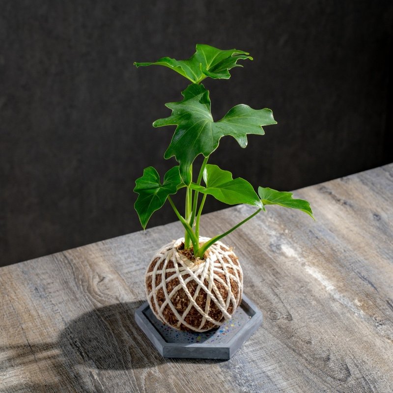 小天使苔球 苔球植物 苔玉 室內植物 辦公室植物 交換禮物 - 植栽/盆栽 - 植物．花 