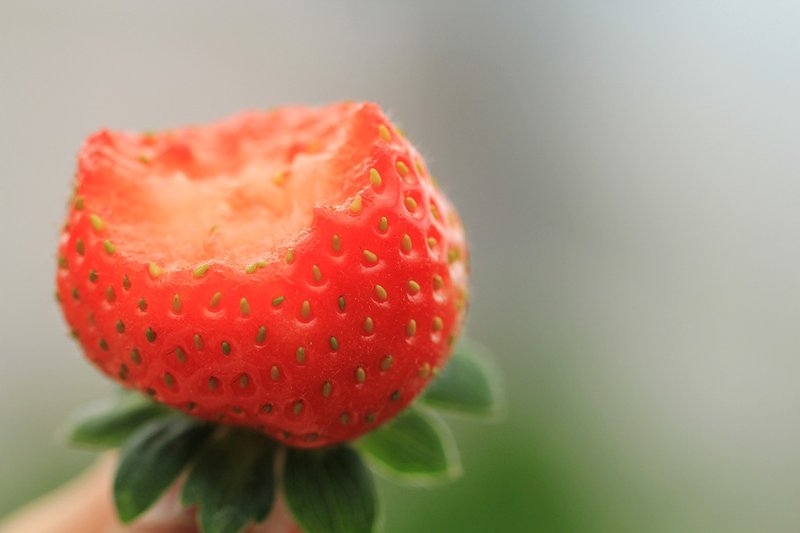 Honey-flavored strawberries - medium size 450g x 2 plates - Other - Fresh Ingredients Pink