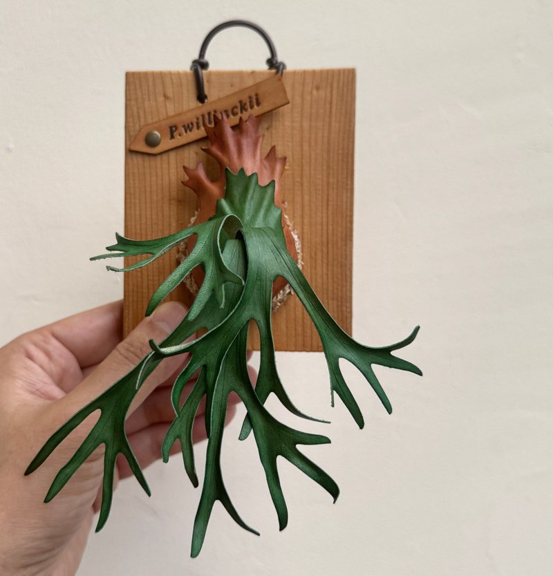 印尼爪哇皮革鹿角蕨 - 壁貼/牆壁裝飾 - 真皮 