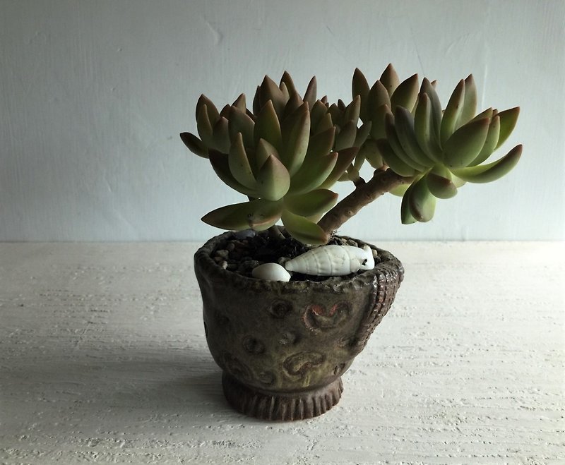 Amoeba sports hand pinch succulent potted pottery_ pottery potted potted plants - Plants - Pottery Brown