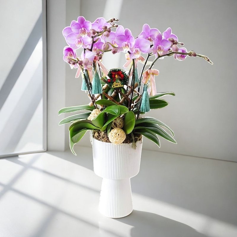 Middle Moth / Phalaenopsis Orchids (6 Flowers) GF00243 - ตกแต่งต้นไม้ - พืช/ดอกไม้ 