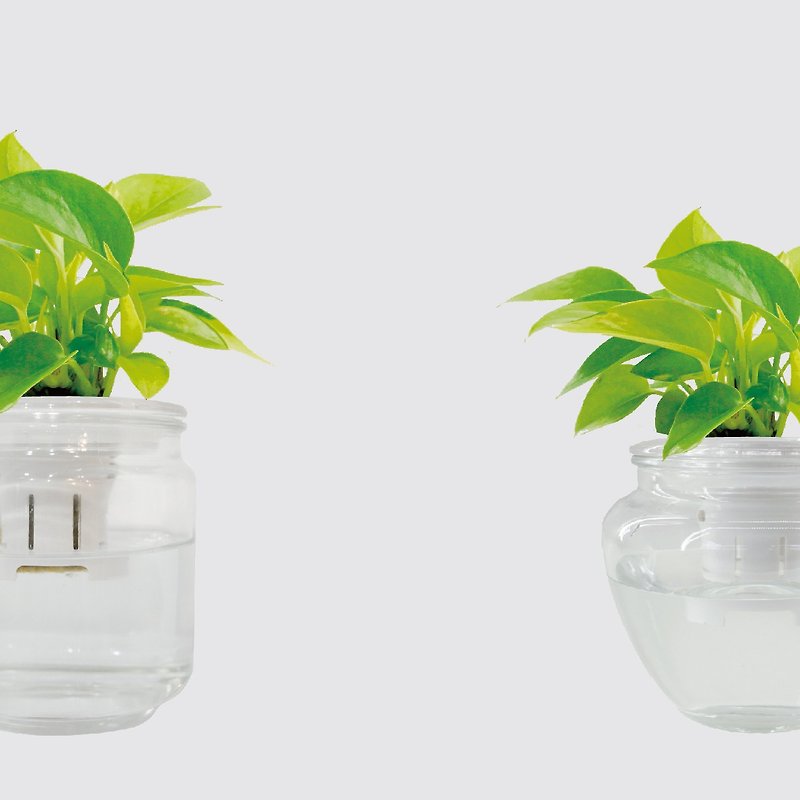 │ 玻璃系列 │ 萊姆黃金葛 - 廚浴植物 水耕盆栽 空氣淨化