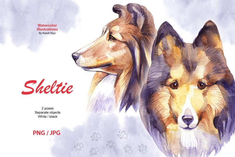 Watercolor dog, Sheltie, Shetland Sheepdog, dog clipart, Shetland Collie breed - 其他數位設計 - 其他材質 