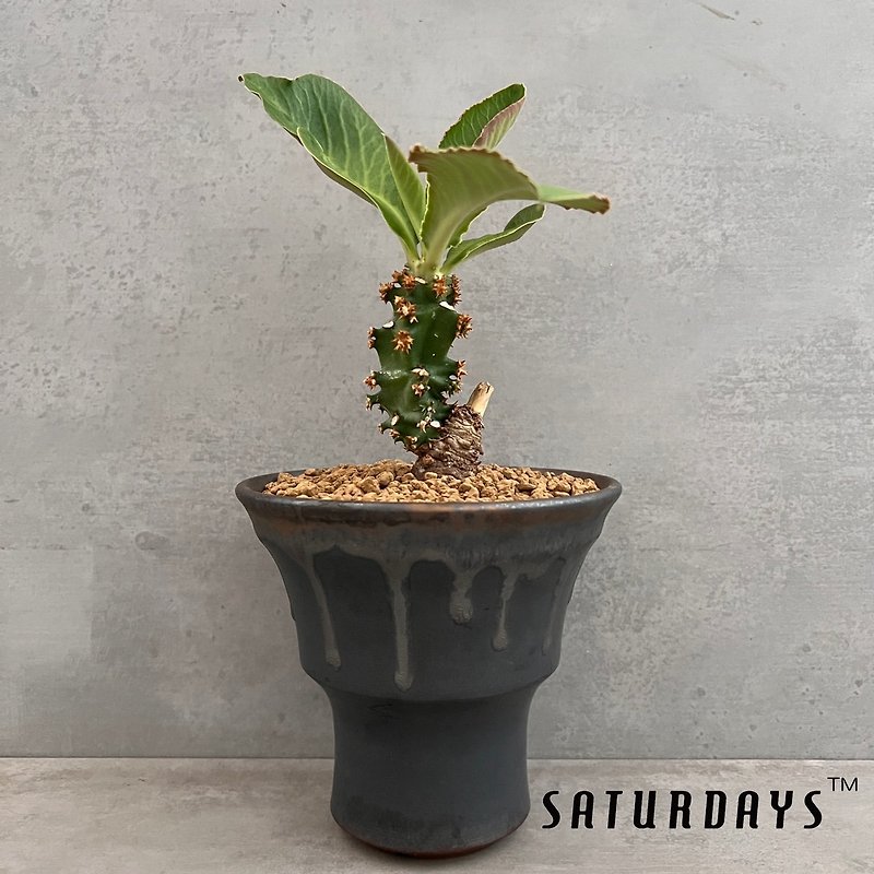 スペクタビレ Euphorbia/Succulent Euphorbia/Monadenium spectabile - Plants - Plants & Flowers 
