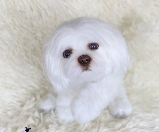 Cute Lifelike realistic Maltese Dog Plush Toy Soft Doll Kids gifts 38cm h1f5 