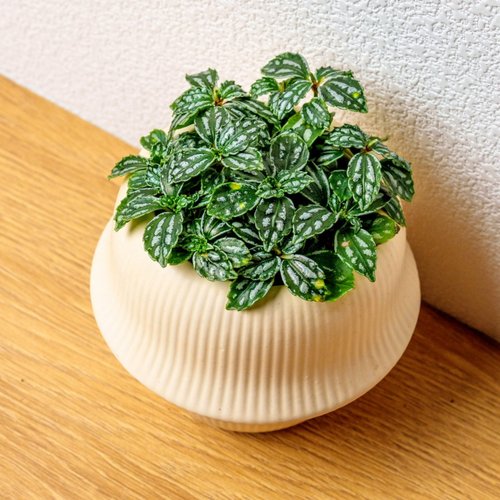 巧繪網植物館 冷水花 現代感圓弧陶瓷盆淺黃色 桌上型盆栽 觀葉植物 禮物 盆栽