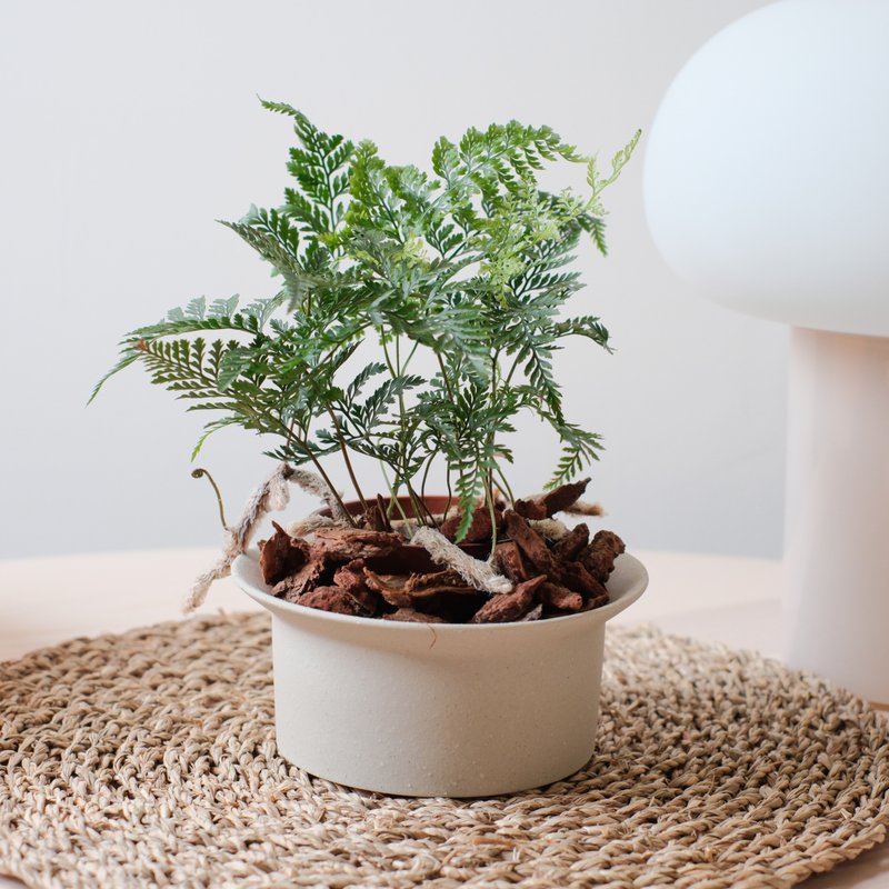 兔腳蕨 | 室內植物 | 耐陰植物 - 盆栽/植栽 - 植物．花 