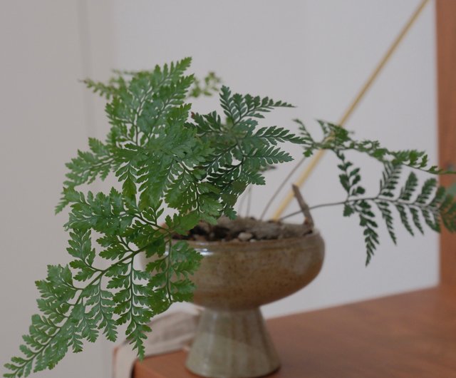 その他観葉植物 Nao 観葉植物 ドラセナ ソング オブ ジャマイカ 8号 リブバスケット