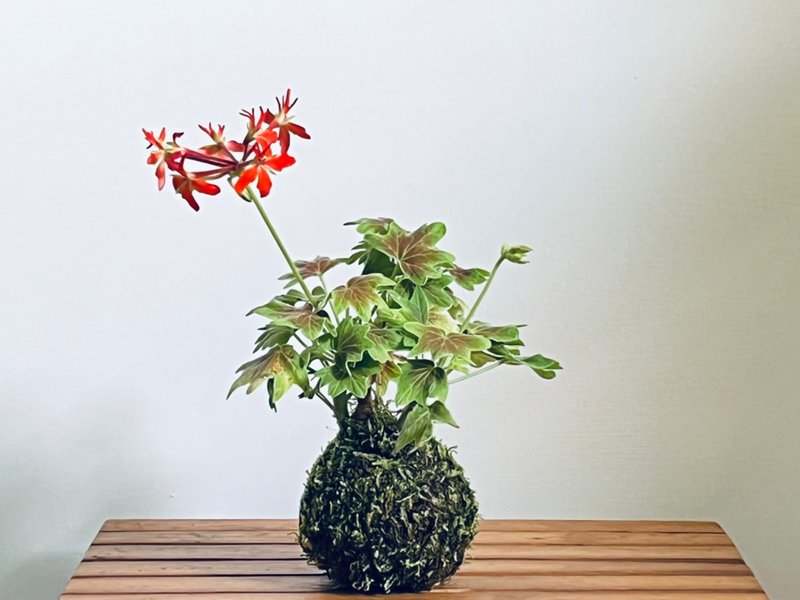 Maple geranium l plant moss ball foliage indoor planting gift - Plants - Plants & Flowers 