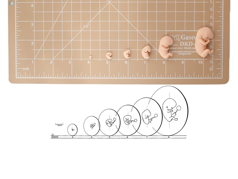 妊娠第1トリメスター、排卵後3-4-5-6-7-8-10週間のフラットセット - 人形・フィギュア - その他の素材 
