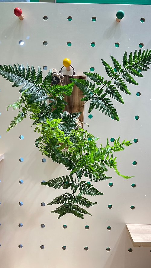 植蕨所在 水苔球植物設計館 【植蕨所在】 兔腳蕨 居家擺設 牆面擺設 水苔植物 水苔植物上板