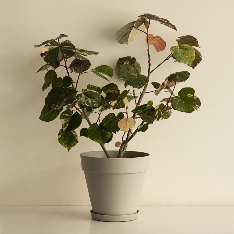 Variegated 斑葉黃槿大植栽 - 盆栽/植栽 - 植物．花 
