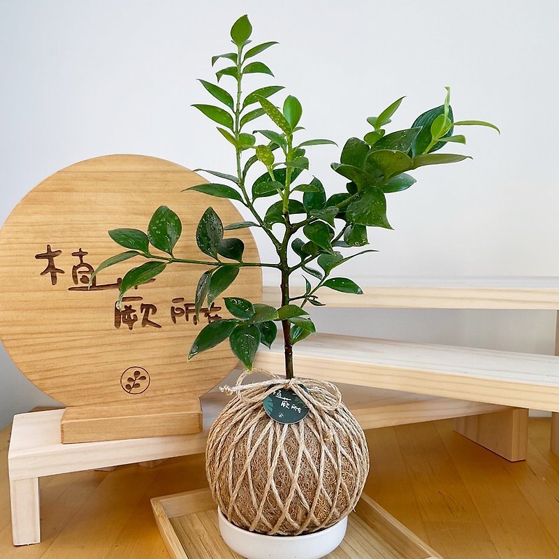 Round leaf bamboo and cypress hand-woven water moss ball plants purify the air green planting - Plants - Plants & Flowers 