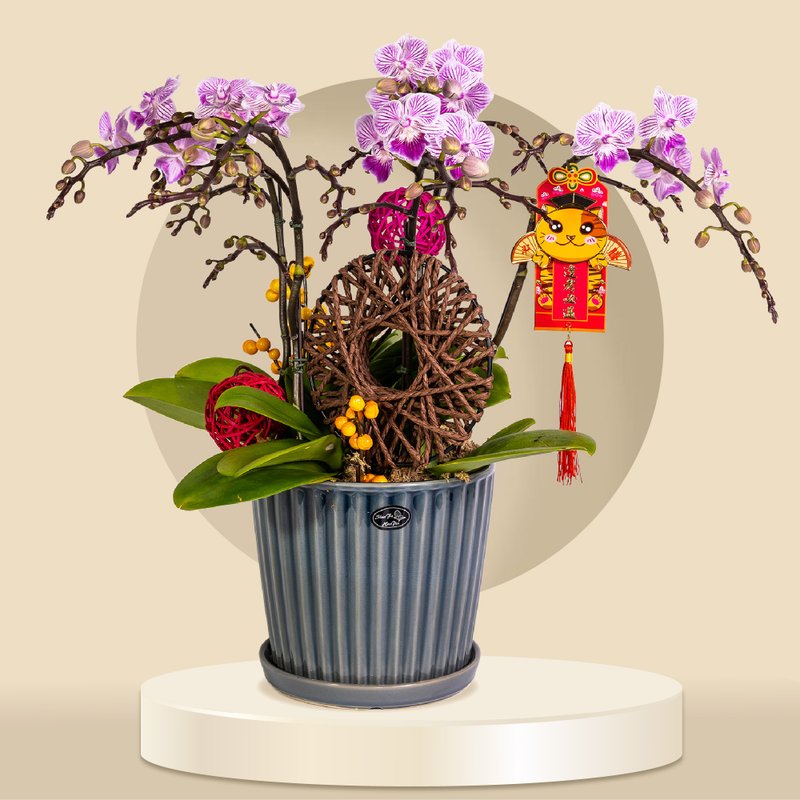 Grand Florist -(GF00068) Alina - Small Moth / Phalaenopsis Orchids (5 Flowers) - Plants - Plants & Flowers 